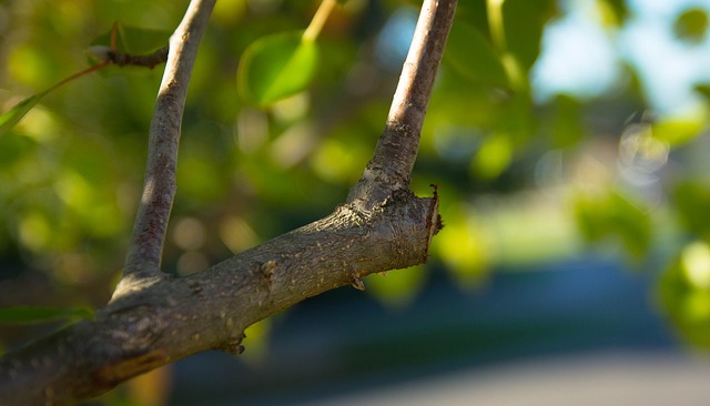 Elaguer une branche