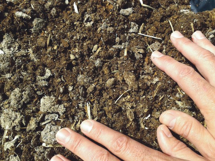 utilisation du fumier de poule