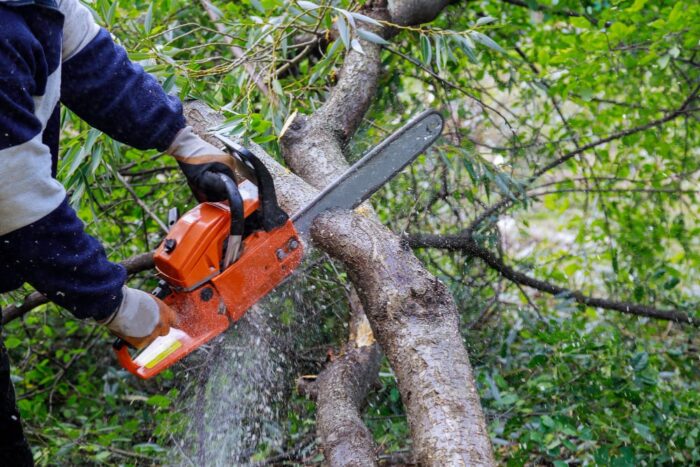 Elagage d'une branche
